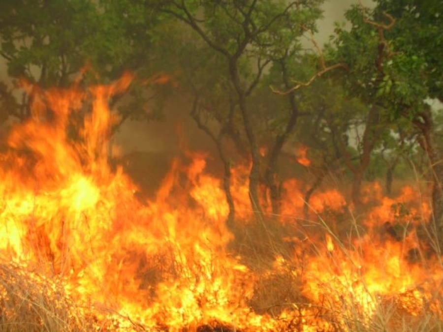 feu de brousse.jpg